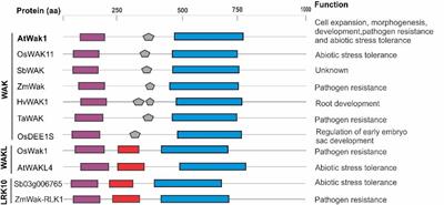 Emerging Pleiotropic Mechanisms Underlying Aluminum Resistance and Phosphorus Acquisition on Acidic Soils